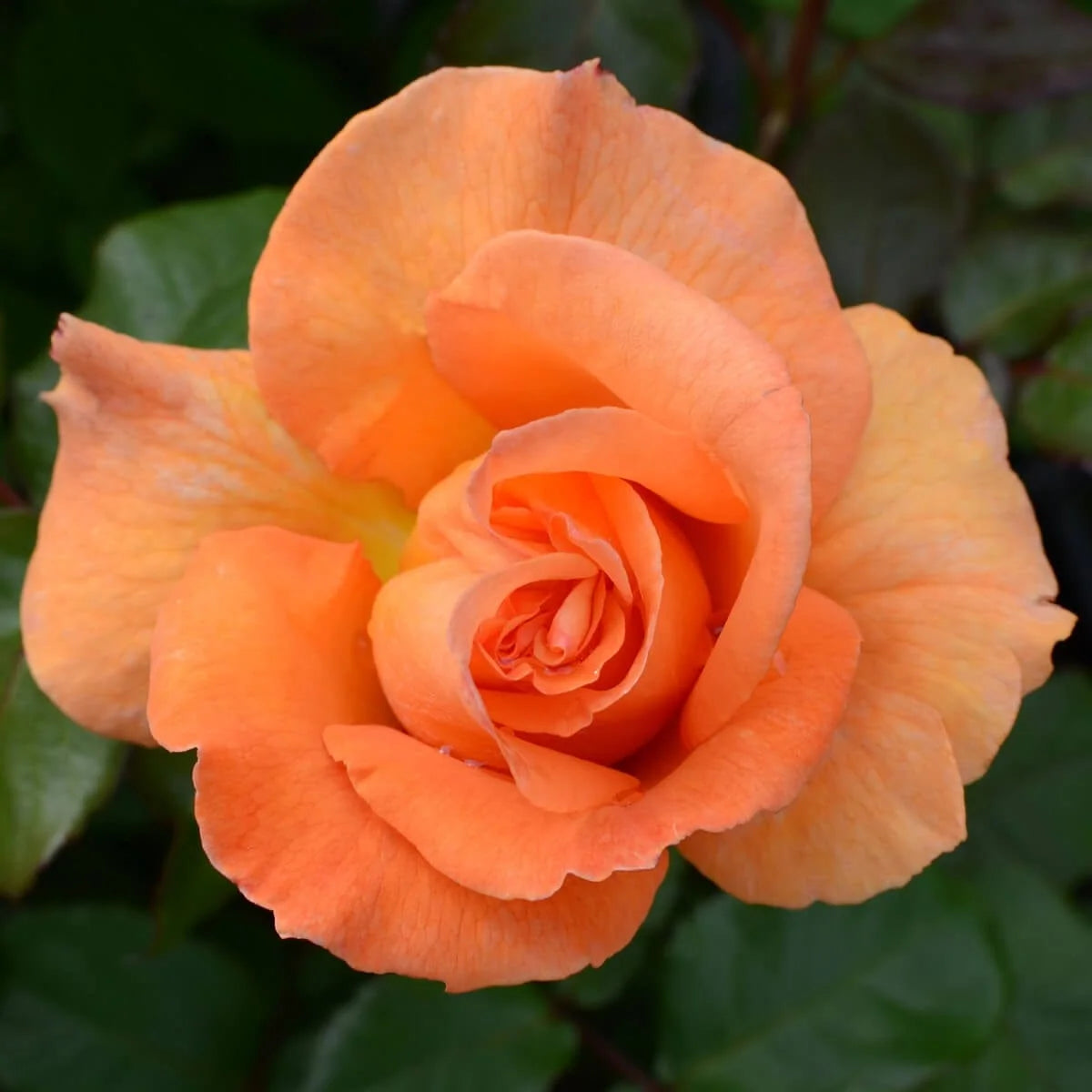 Trandafir teahibrid "Doris Tysterman" – / Rosa HT "Doris Tysterman"/