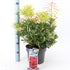 Andromeda japoneza vas 7.5 L mix/pret pe buc  / Pieris "Flaming Silver"/ Pieris japonica "Prelude"/Pieris japonica "Mountain Fire"/ - Gradina Noastra