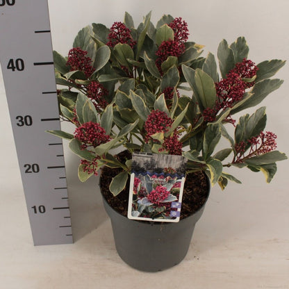 Liliac japonez "Perosa" / Skimmia japonica "Perosa"/