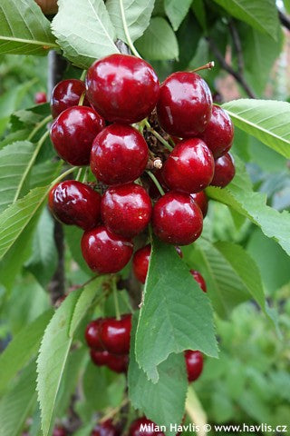 Cherry &quot;Van&quot; 1.80 - 2.30 m / Prunus avium &quot;Van&quot; /