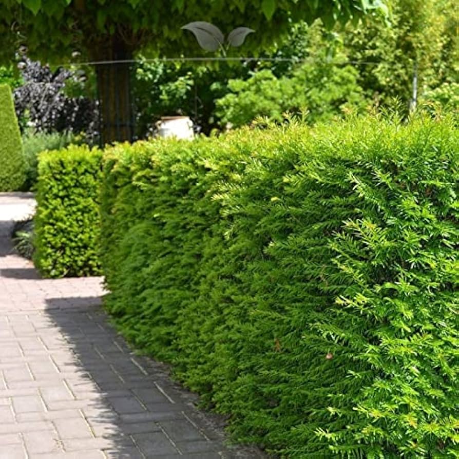 Tisa &quot;Hillii&quot; 0.20 m / Taxus x media &quot;Hillii&quot; /