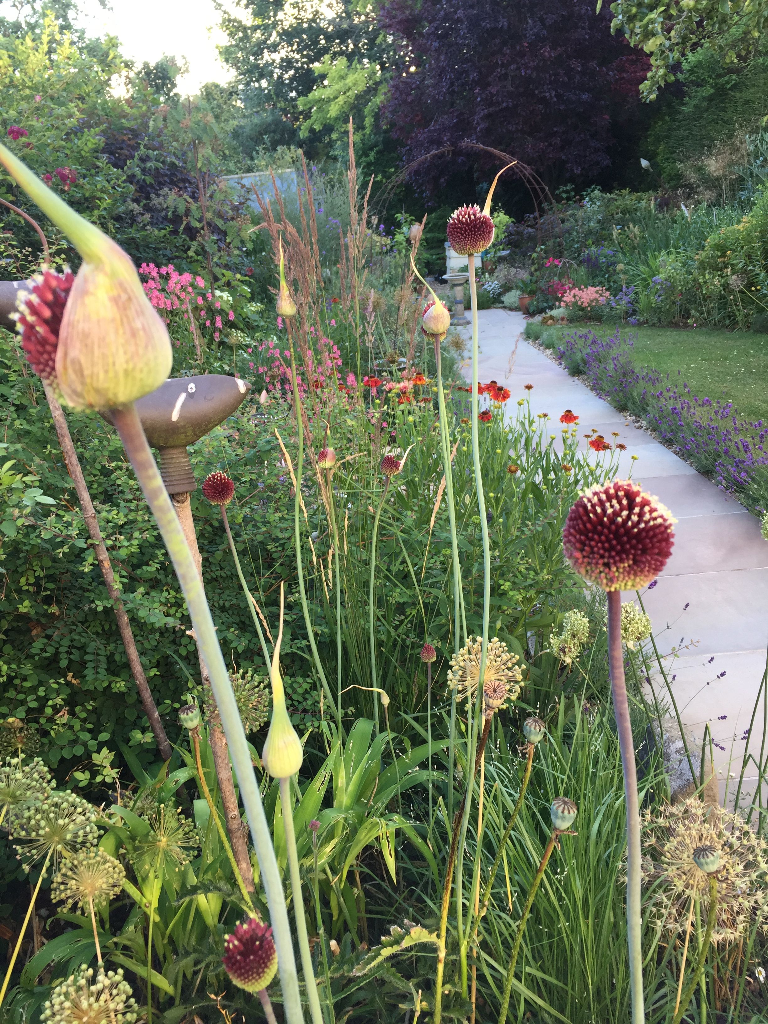 Allium amethystinum "Red Mohican"