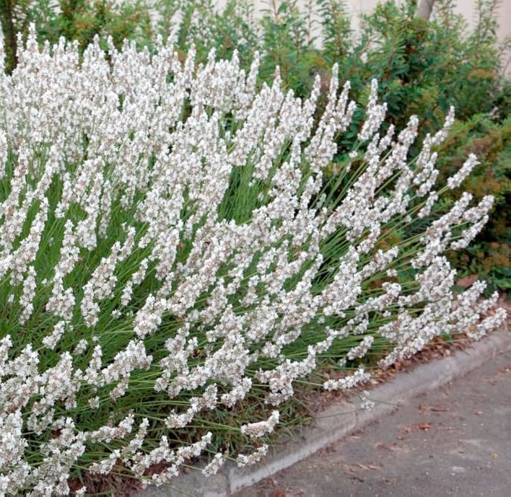 Lavanda "Edelweiss" / Lavandula x intermedia "Edelweiss"/