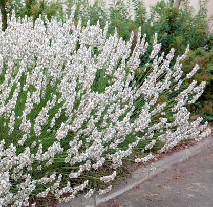 Lavanda "Edelweiss" / Lavandula x intermedia "Edelweiss"/