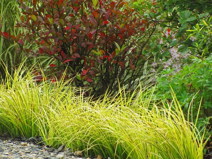 Acorus gramineus  „Ogon”