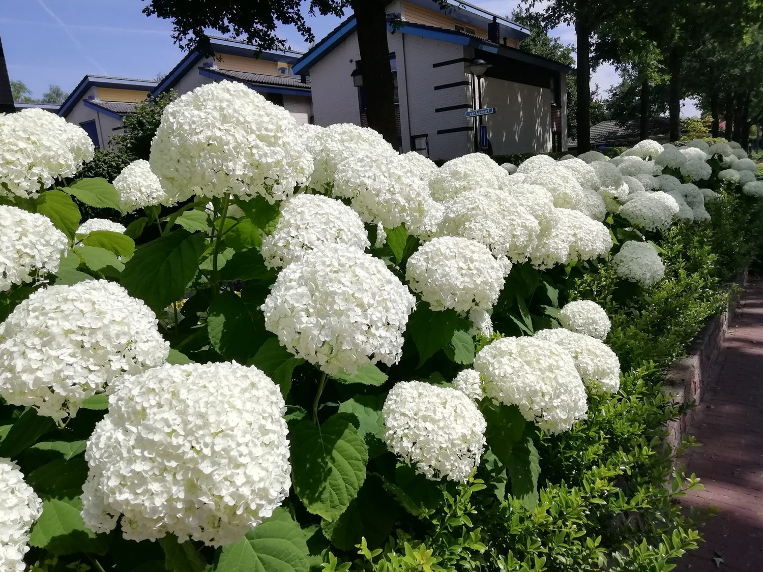 Hortensia "Strong Annabelle" / Hydrangea arborescens "Strong Annabelle"/