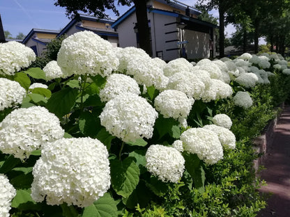Hortensia "Strong Annabelle" / Hydrangea arborescens "Strong Annabelle"/
