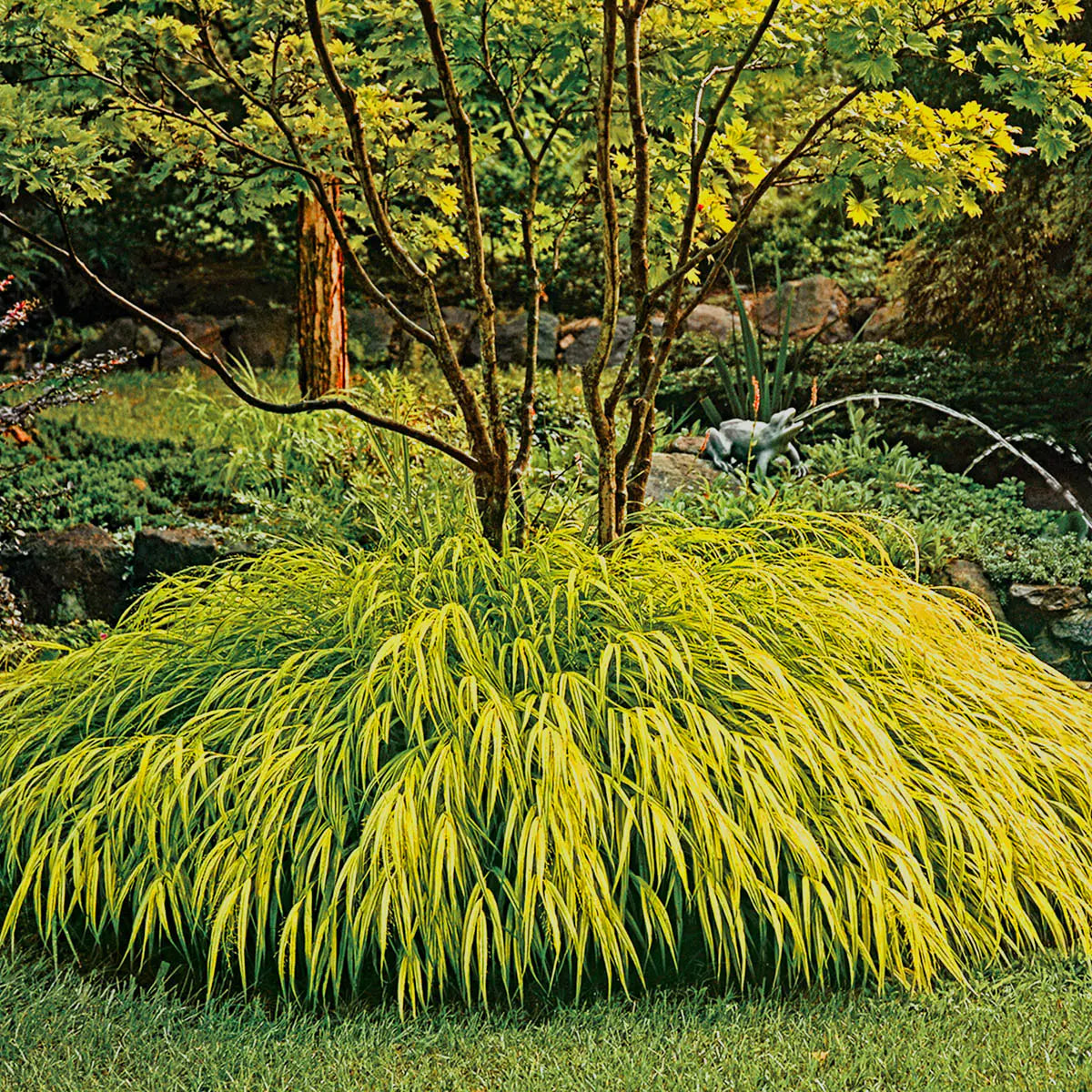 Hakonechloa macra "All Gold " /Hakonechloa macra "All Gold"/