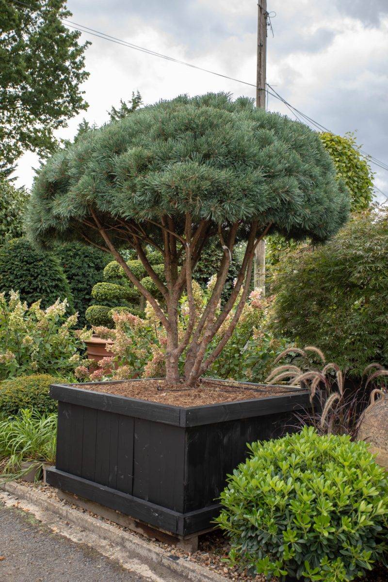 Pin de padure multitulpinal / Pinus Sylvestris /