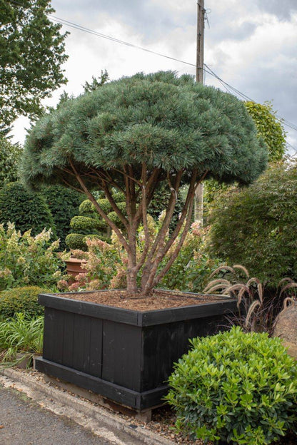 Pin de padure multitulpinal / Pinus Sylvestris /