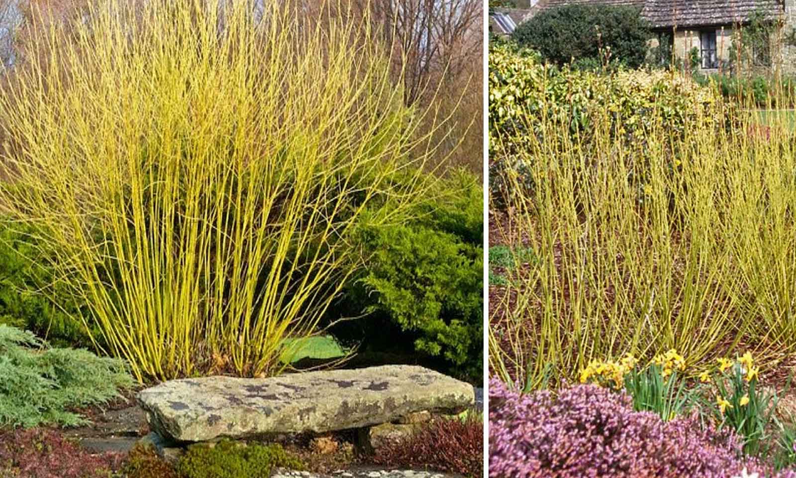 Corn „Flaviramea" / Cornus stolonifera „Flaviramea"/