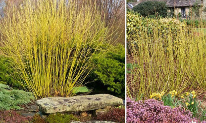 Corn „Flaviramea" / Cornus stolonifera „Flaviramea"/