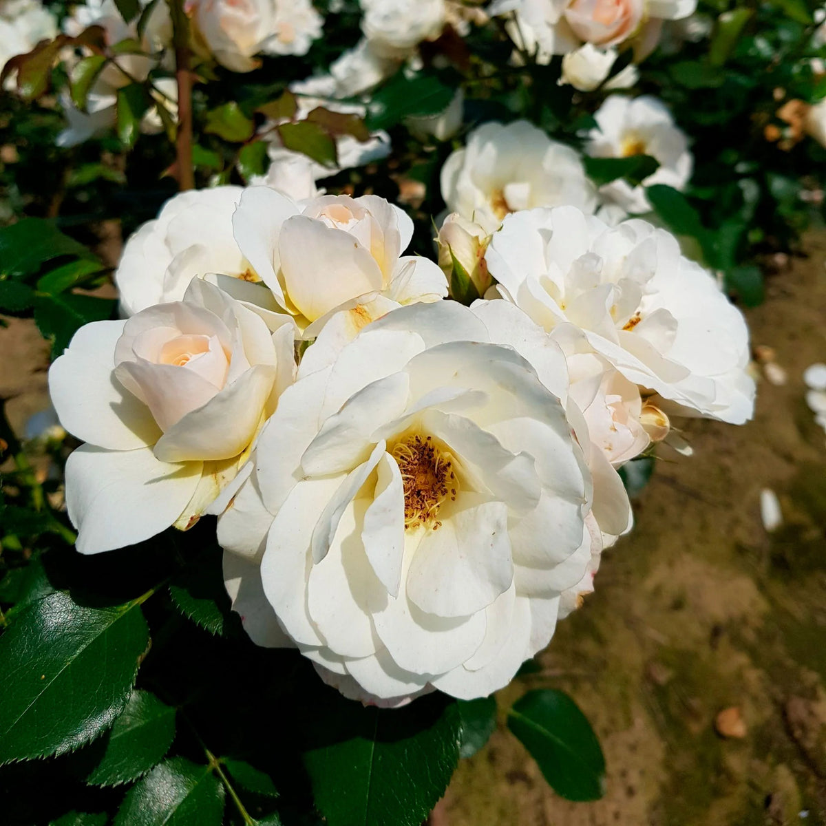 Trandafir floribunda "Sirius"/ Rosa floribunda "Sirius"/