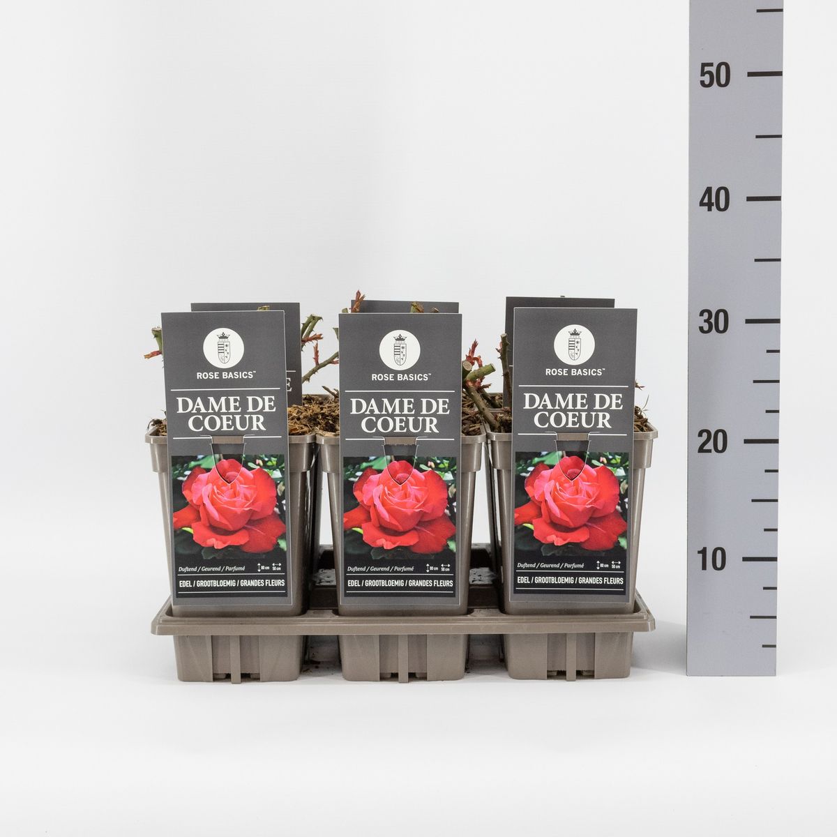 Trandafir teahibrid "Dame de coeur" – / Rosa HT "Dame de coeur"/