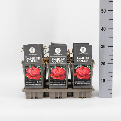Trandafir teahibrid "Dame de coeur" – / Rosa HT "Dame de coeur"/