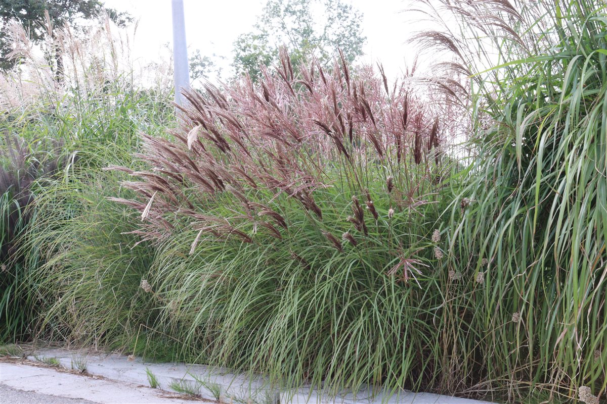 Iarba elefantului "Red Chief" / Miscanthus sinensis "Red Chief" /