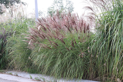 Iarba elefantului "Red Chief" / Miscanthus sinensis "Red Chief" /