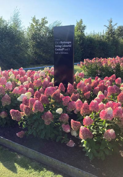Hortensia paniculata Living Creation Mix/Buc / Hydrangea paniculata Living Creation Mix/