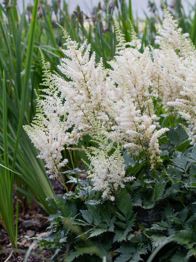 Astilbe chinensis "Vision in White" by gradina-noastra