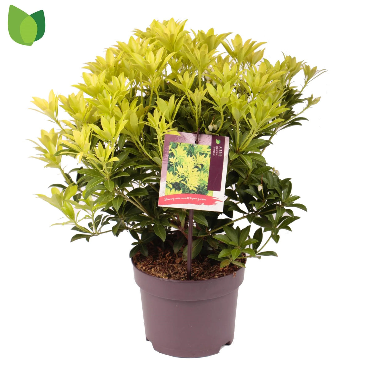 Andromeda japoneza mix/pret pe buc /Pieris japonica Flaming Silver/Pieris japonica Bonfire/Pieris japonica Sinfonia/Pieris japonica Mountain Fire/Pieris japonica Prelude/