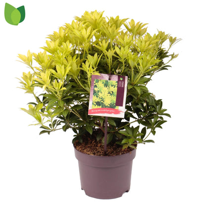 Andromeda japoneza mix/pret pe buc /Pieris japonica Flaming Silver/Pieris japonica Bonfire/Pieris japonica Sinfonia/Pieris japonica Mountain Fire/Pieris japonica Prelude/
