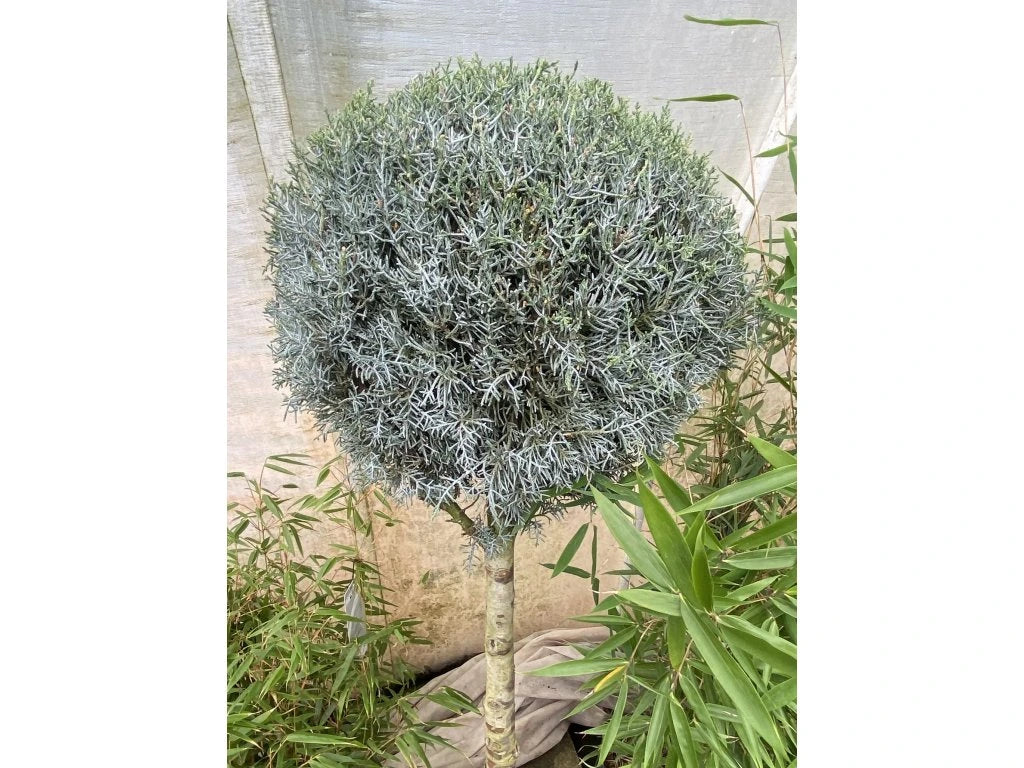 Chiparos de Arizona fastigiat pomisor  / Cupressus arizonica ‘Fastigiata’ /