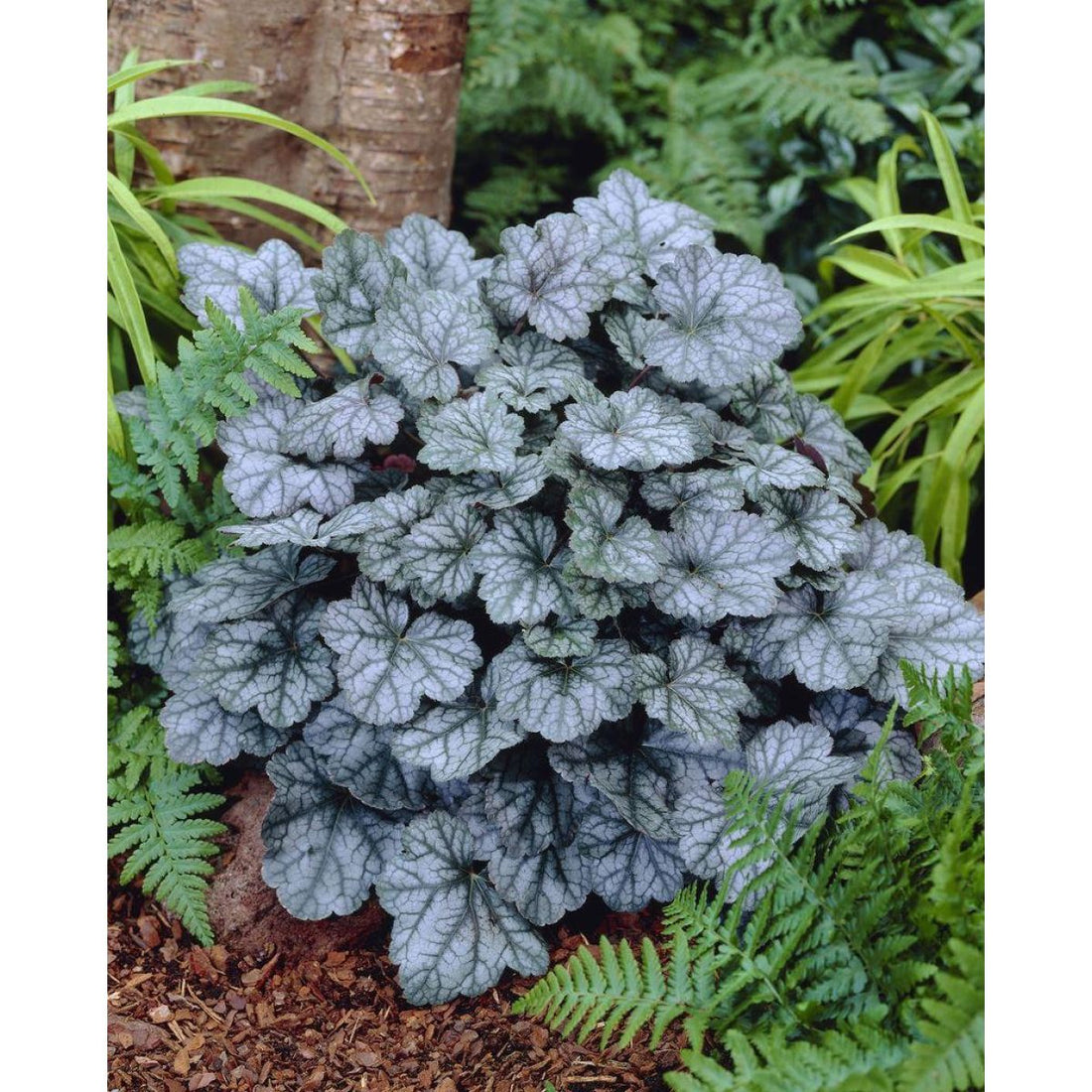 Heuchera "Glitter" 0.10 - 0.20 m by gradina-noastra