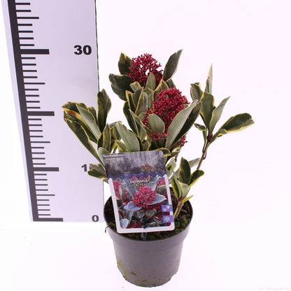 Liliac japonez "Perosa" / Skimmia japonica "Perosa"/