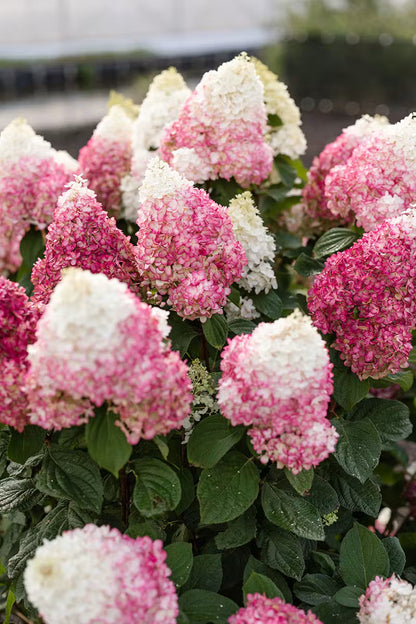 Hortensia paniculata Living Creation Mix/Buc / Hydrangea paniculata Living Creation Mix/