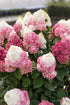 Hortensia paniculata Living Creation Mix/Buc / Hydrangea paniculata Living Creation Mix/ - Gradina Noastra