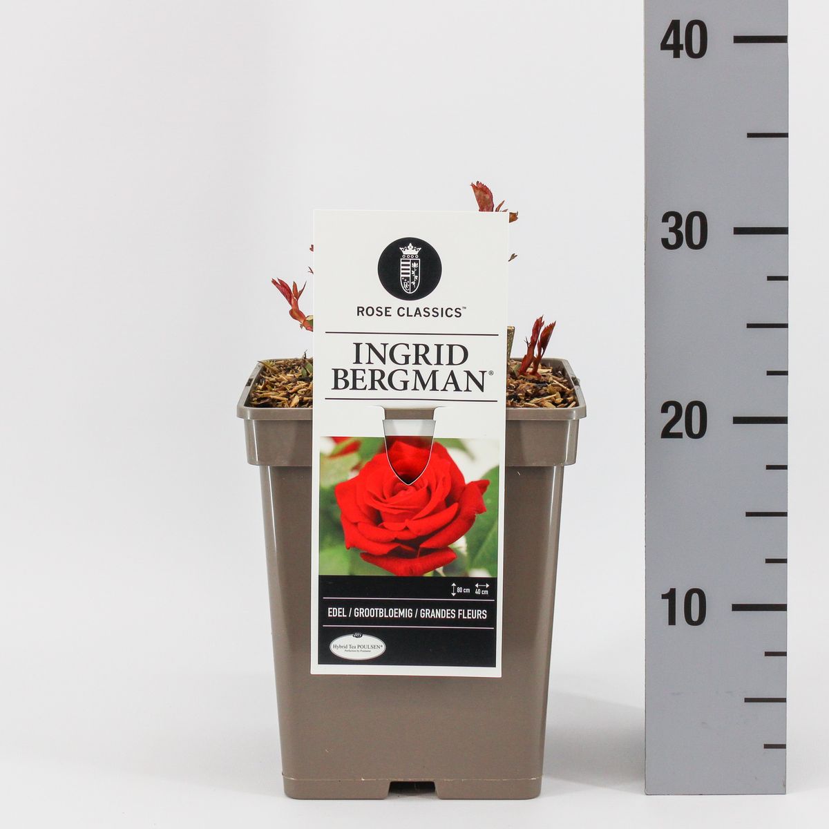 Trandafir teahibrid "Ingrid Bergman" – / Rosa HT "Ingrid Bergman"/