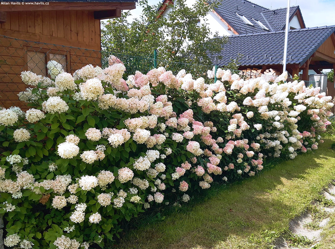 Hydrangea &quot;Maman Rose&quot; 0.50 - 0.70 m / Hydrangea macr. &quot;Mother Rose&quot;/