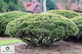 Pin Pitic Pumilio - /"Pinus Mugo Pumilio"/ by gradina-noastra