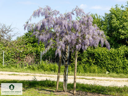 Glicina chinezească arbore / Wisteria chinensis "Prolific" /