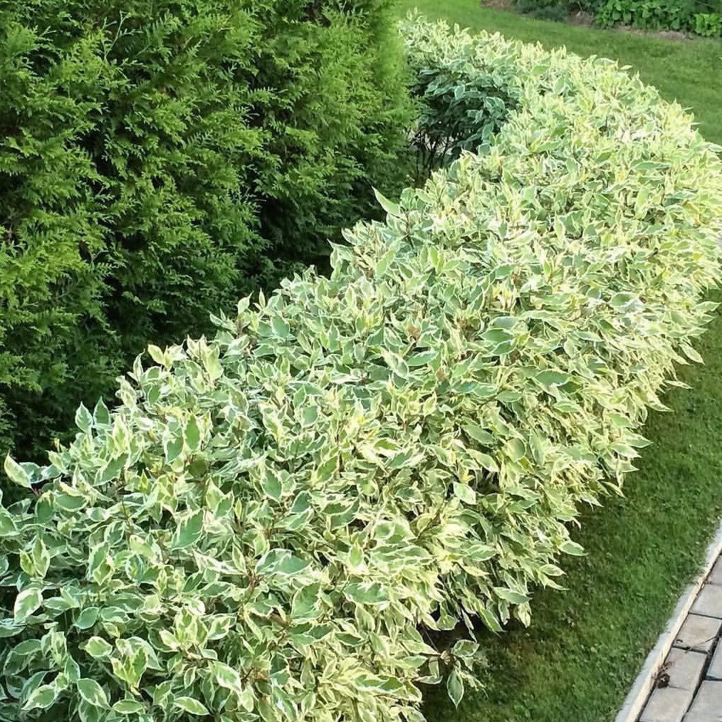 Corn alb "Elegantissima" /Cornus alba "Elegantissima"/