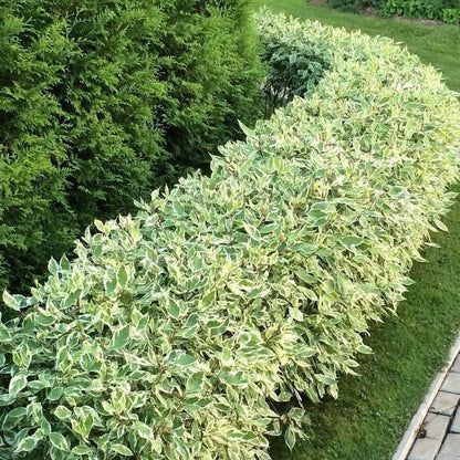 Corn alb "Elegantissima" /Cornus alba "Elegantissima"/