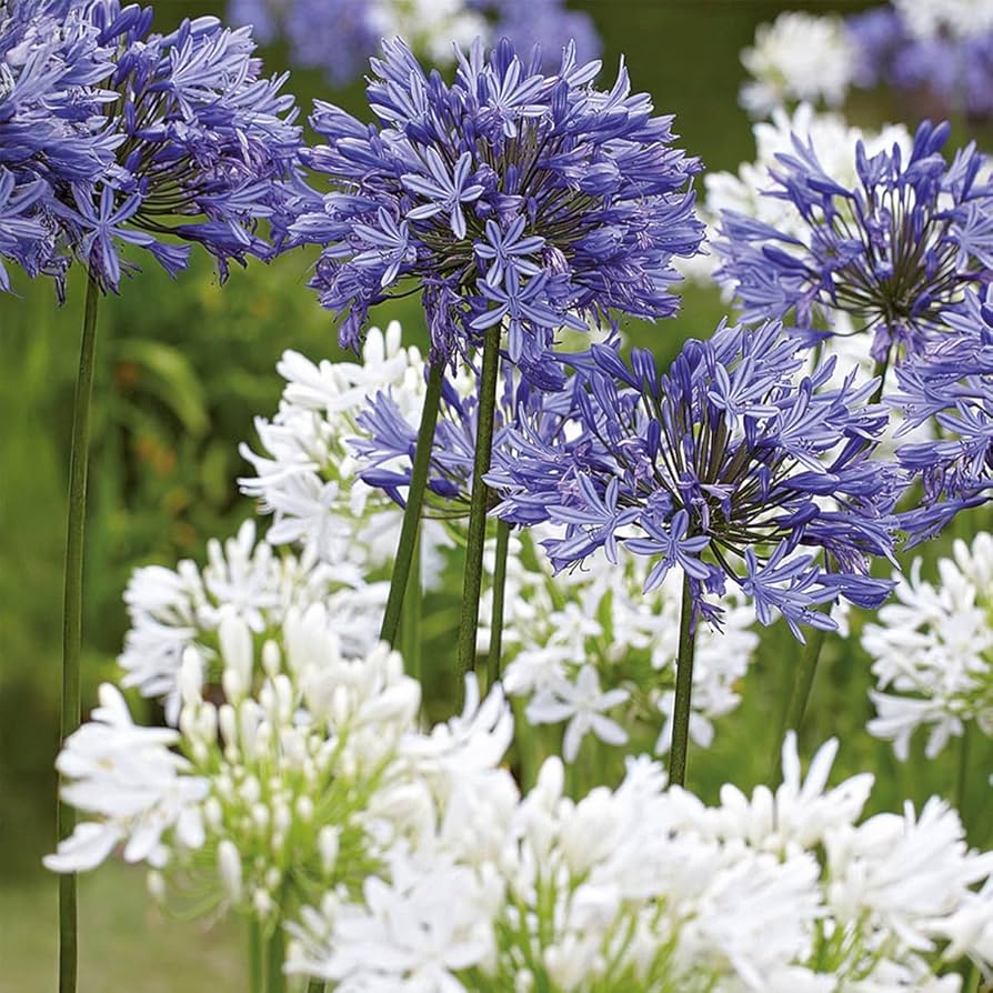 Agapanthus  mix
