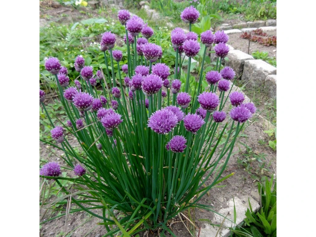 Allium schoenoprasum  0.10 - 0.20 m