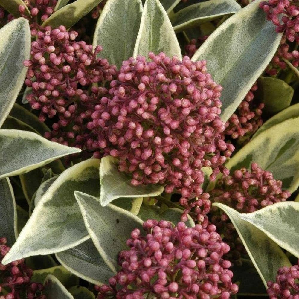 Liliac japonez &quot;Perosa&quot; 0.20 - 0.30 m / Skimmia japonica &