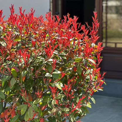 Photinia "Red Robin" tufa / Photinia serulata "Red Robin"/