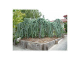 Cedru argintiu curgator arbore / Cedrus atlantica "Glauca Pendula" / by gradina-noastra
