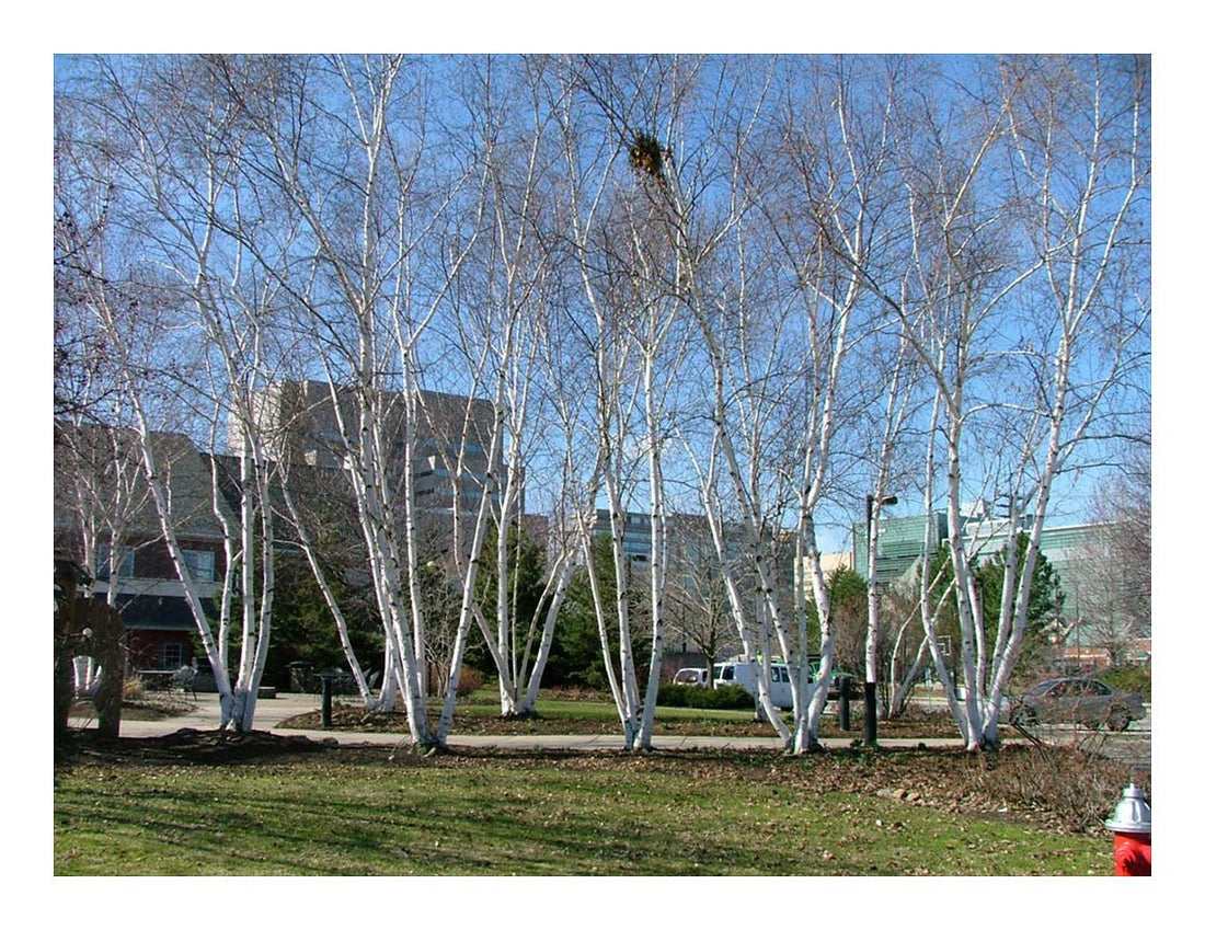 Mesteacan  multitulpinal "Doorenbos" / Betula utilis "Doorenbos"/