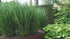 Panicum virgatum "Heavy Metal" 0.20 - 0.30 m by gradina-noastra
