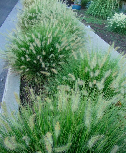 Pennisetum alopecuroides "Little Bunny"