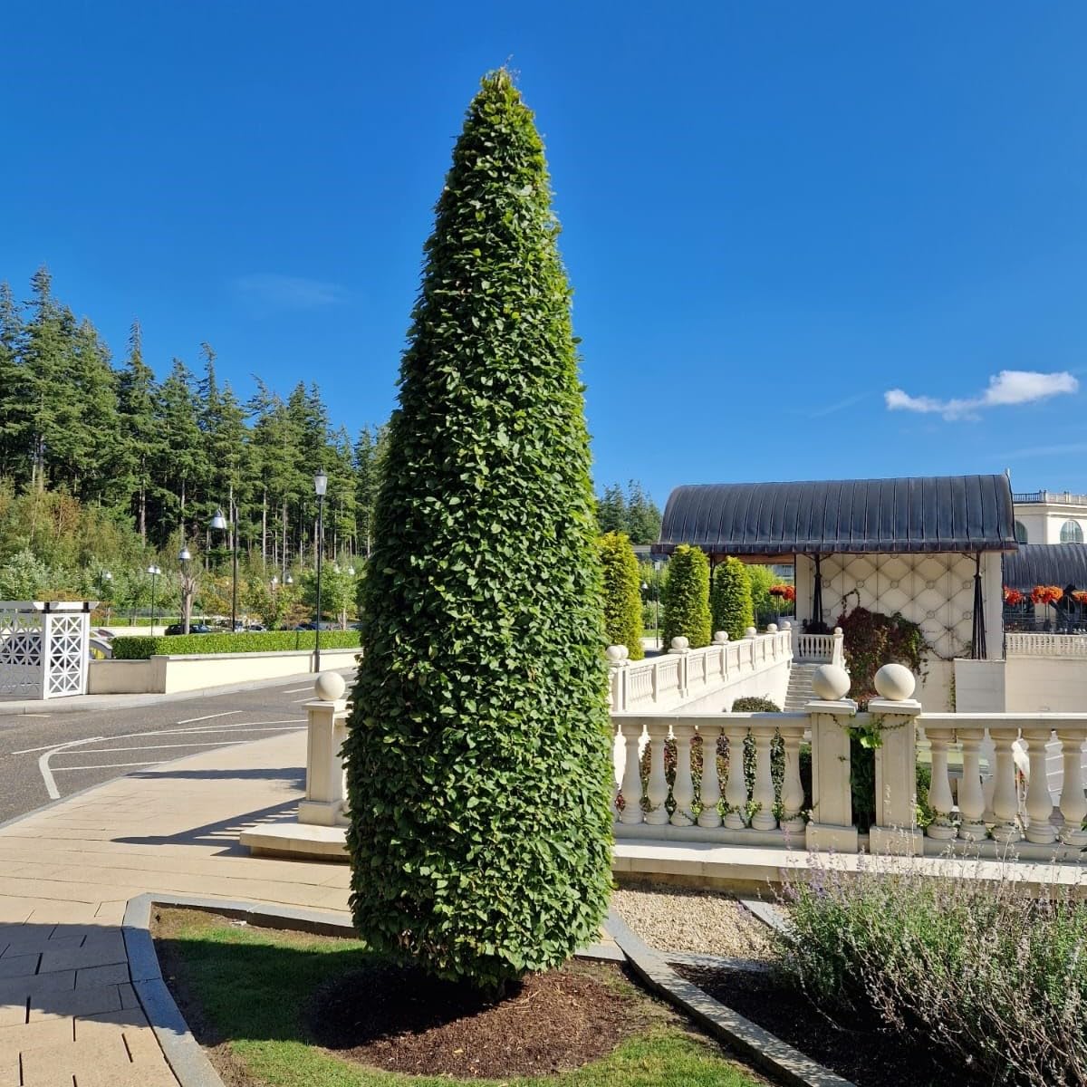 Carpen columnar tufa / Carpinus betulus "Fastigiata"/