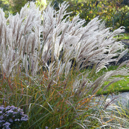 Iarba elefantului "Ferner Osten" / Miscanthus sinensis "Ferner Osten"/ - Gradina Noastra