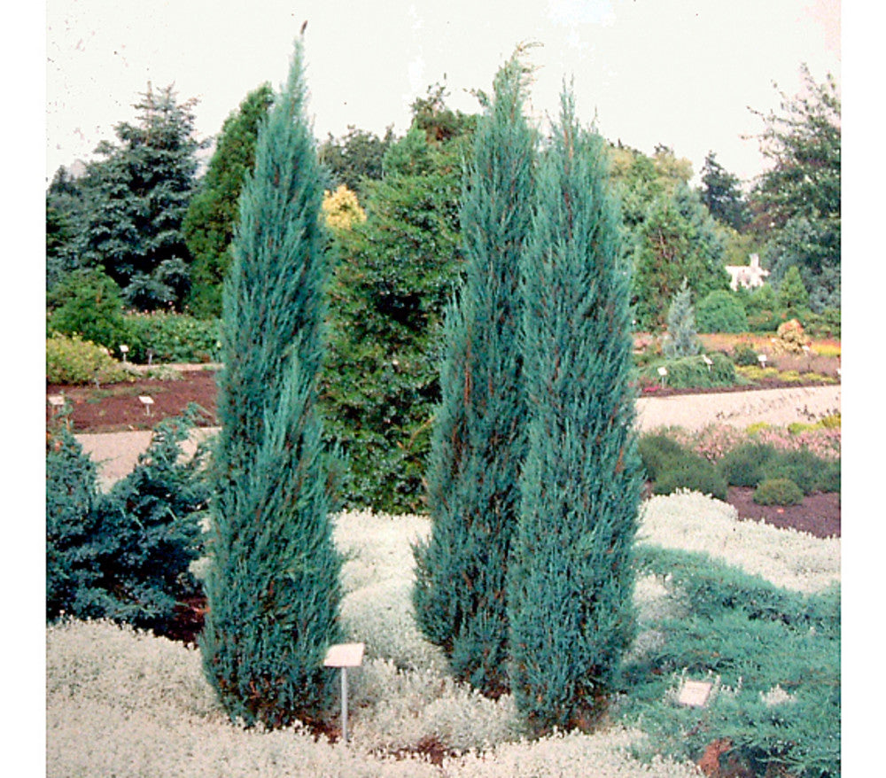 Ienupar de Virginia "Blue Arrow" / Juniperus virginiana "Blue Arrow" /