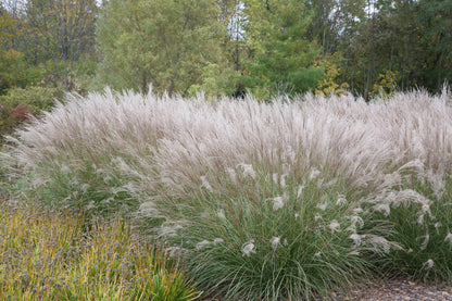 Iarba elefantului "Adagio" / Miscanthus sinensis "Adagio" /