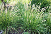 Sesleria autumnalis - Gradina Noastra