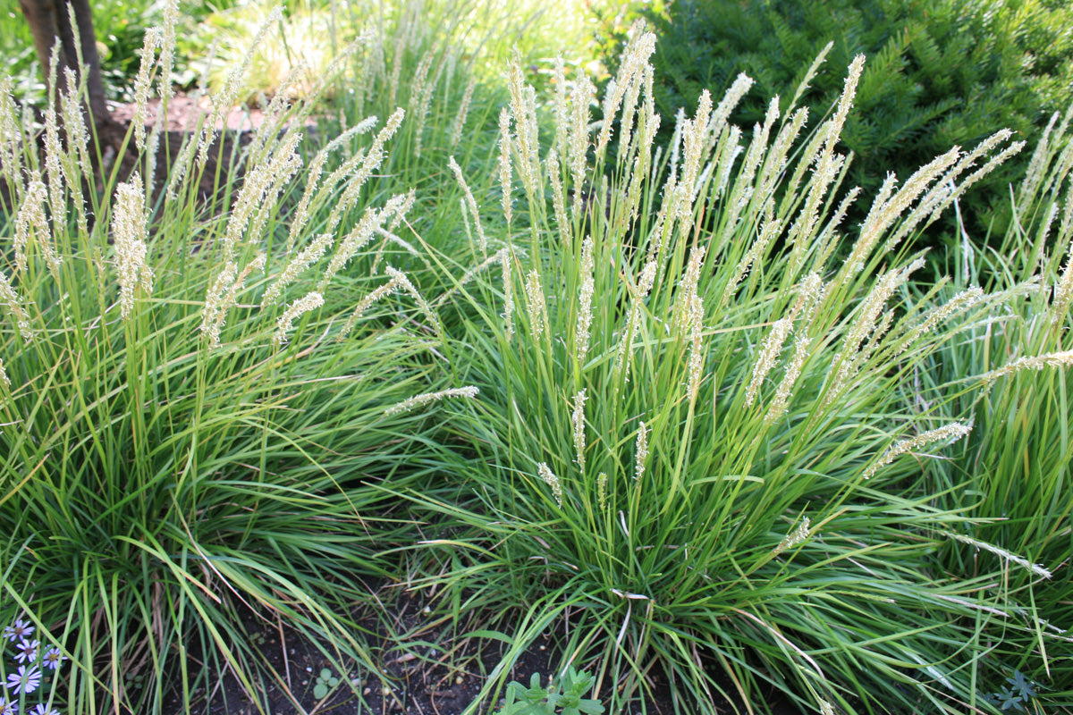Sesleria autumnalis - Gradina Noastra